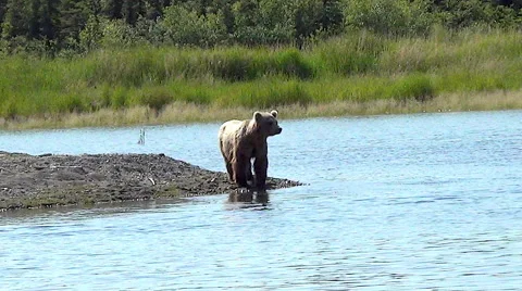 Brown Bear on a  Point on a River Bend in Alaska Stock Footage 50357773