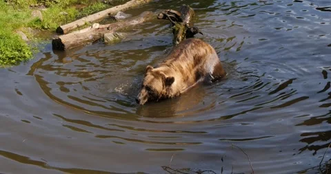 Brown bear in a pond, Sitka, Alaska. 스톡 동영상 332607151