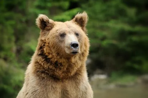 Brown bear portrait in forest Stock Photos