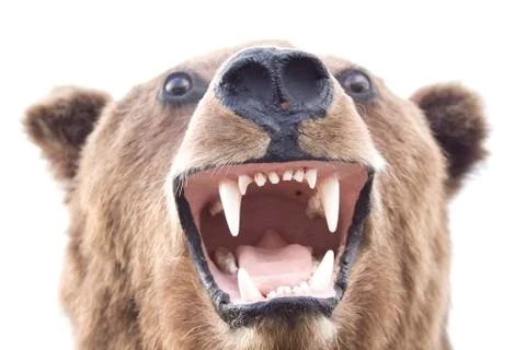 Brown bear portrait Stock Photos
