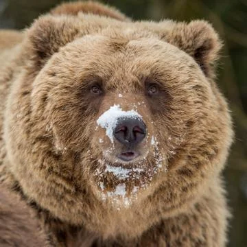 Brown bear portrait Stock Photos