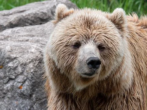 Brown bear portrait Foto stock