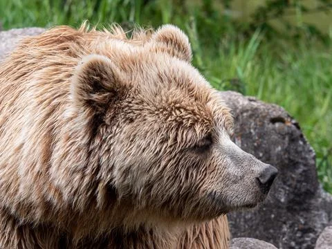 Brown bear portrait Stock Photos