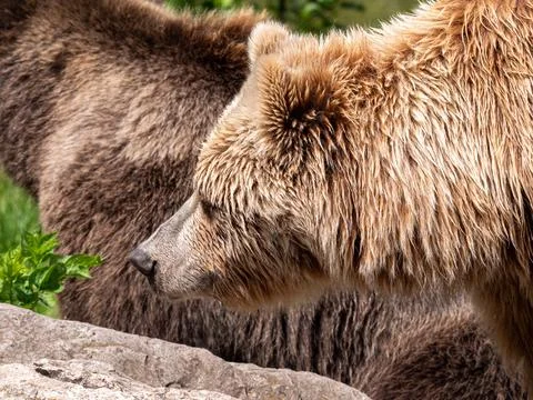 Brown bear portrait Stock Photos