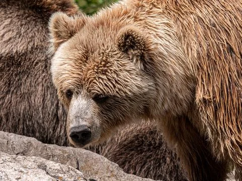 Brown bear portrait Stock Photos