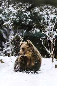 Brown bear portrait Foto stock