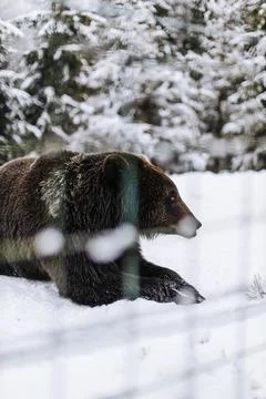 Brown bear portrait Stock Photos