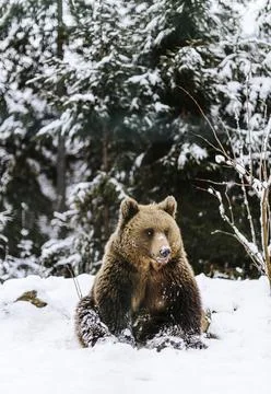 Brown bear portrait Foto stock
