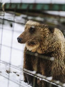 Brown bear portrait Foto stock