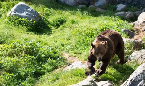 Brown bear is posing on the rock. Stock Photos