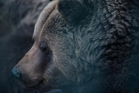 Brown Bear Profile Close Up Stock Photos