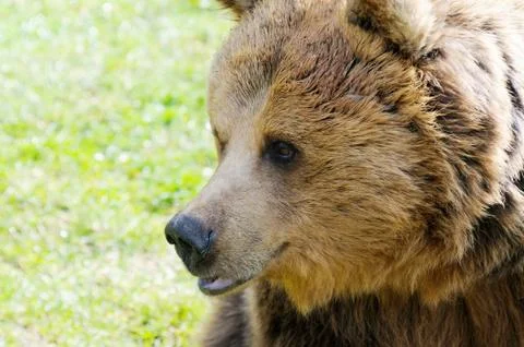 Brown bear profile closeup Stock Photos