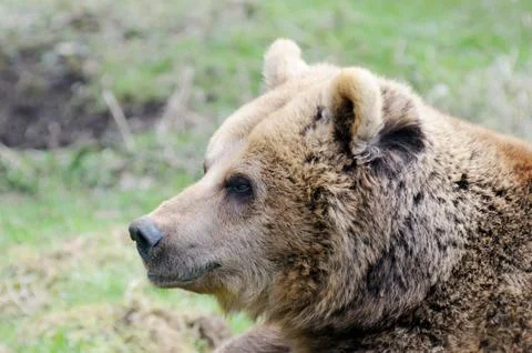 Brown bear profile Stock Photos