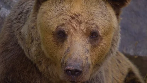 A brown bear is relaxing Stock Footage 254180796