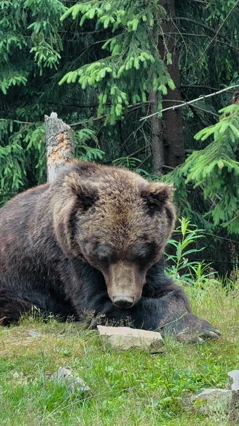Brown Bear Relaxing in Forest Stock Footage 328613846