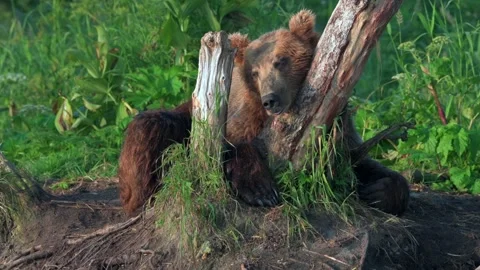 Brown Bear Resting Against Tree Telephoto Lens 4k Footage Stock Footage 338257308