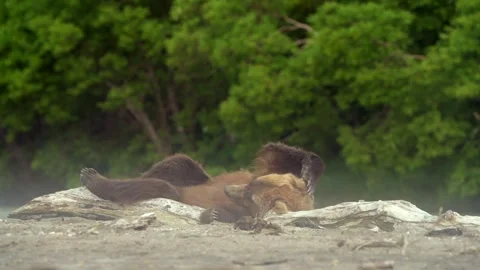 Brown Bear Resting on Driftwood 4k Telephoto Lens Footage Stock Footage 338257176