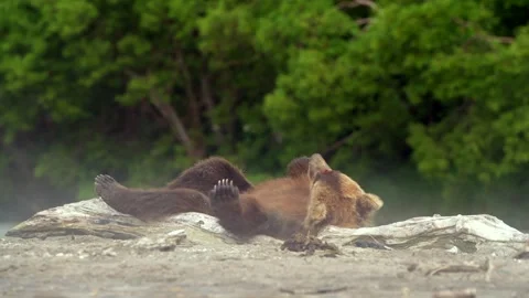 Brown Bear Resting on Driftwood in 4k Telephoto Lens Footage Stock Footage 338257320