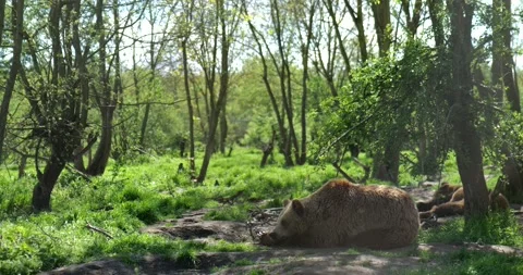 Brown Bear Resting in Forest Enclosure Stock Footage 307070583