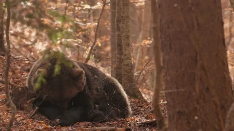 The brown bear is resting in the forest. Stock Footage 168541045