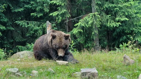 Brown Bear Resting in Forest Stock Footage 328610439
