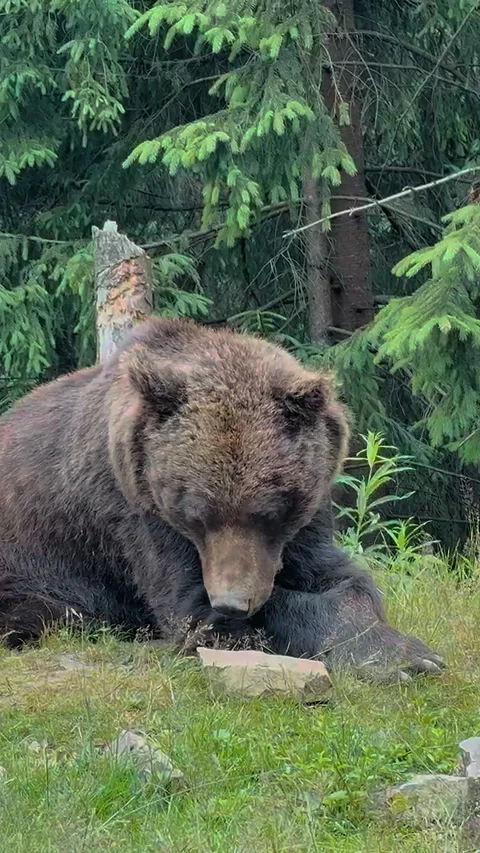 Brown Bear Resting in Forest Stock Footage 328615087