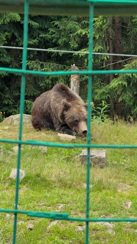 Brown Bear Resting in Forest Stock Footage 328615143