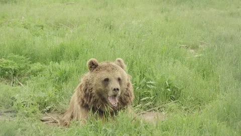 A brown bear resting on the grass Stock Footage 311197515