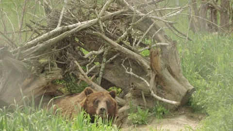 A brown bear resting on the grass Stock Footage 311197520
