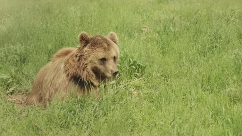 A brown bear resting on the grass 스톡 동영상 311197527