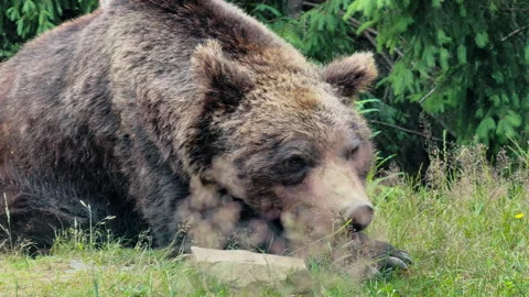 Brown Bear Resting in Grass Stock Footage 328609878