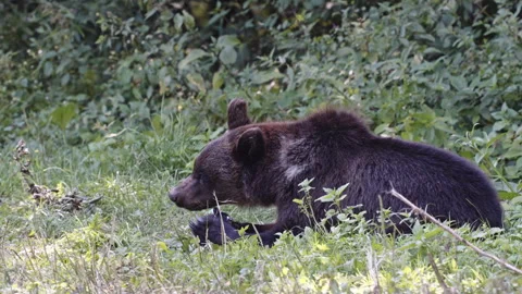 Brown bear resting in a green forest, eating grass, wildlife, outdoors, calm Stock Footage 323154483