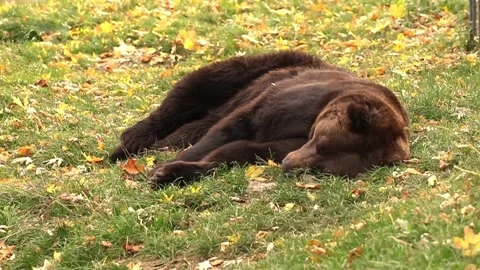Brown bear is resting on the ground in sunset light, brown bear is sleeping foot 動画素材 163672830