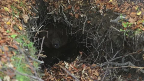 Brown bear is resting in the lair. The bear prepares to hibernation. Stock Footage 168538723
