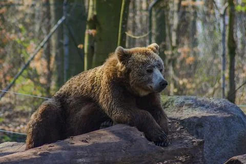 Brown bear resting on a log in the forest, surrounded by tree trunks and autumn Foto stock