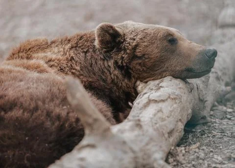 Brown Bear Resting on Log Stock Photos
