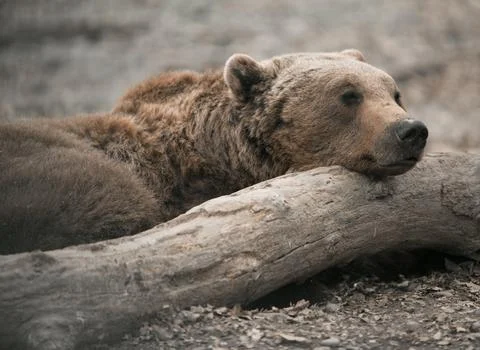 Brown Bear Resting on Log Stock Photos