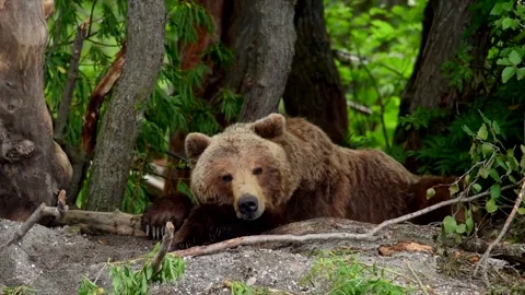 Brown Bear Resting in Lush Forest Habitat 4k Telephoto Lens Footage Stock Footage 338257323