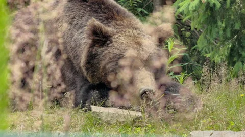Brown Bear Resting in Nature Stock Footage 328613172