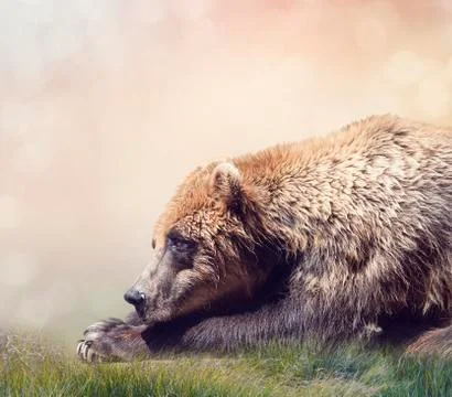 Brown Bear Resting Stock Photos