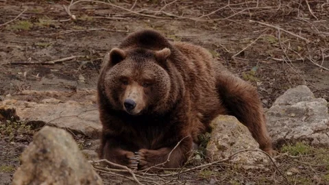 Brown bear resting on rocks in the forest Video stock 337832551
