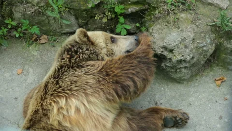 Brown bear resting in shadow 库存影片 96220055