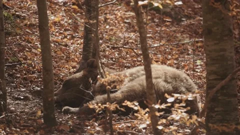 Brown bear resting in the wild forest. Stock Footage 168540386