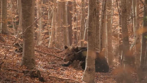 The brown bear resting in a wild forest. Video stock 168540744