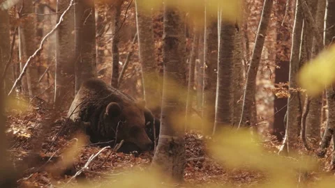 The brown bear resting in a wild forest in the autumn day. Stock Footage 168541144