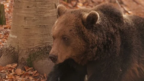 The brown bear resting in a wild forest in autumn day. Stock Footage 168541462