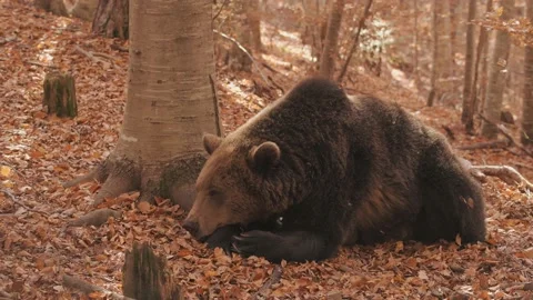 A brown bear resting in the wild forest. Stock Footage 168541521