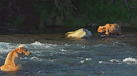 Brown Bear in Rich Evening Light Testing the Waters Before He Begins Fishing Stock Footage 50383614