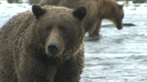 BROWN BEAR RIGHT AT YOU Video stock 12759853