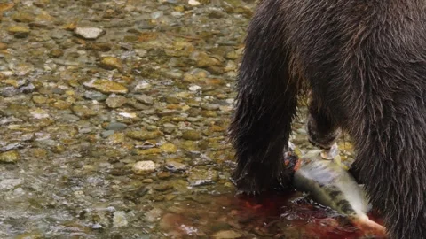 Brown bear rips open salmon belly to find and eat fish roe eggs, river Stock Footage 285147465